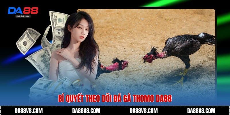 Bí quyết theo dõi Đá Gà Thomo Da88