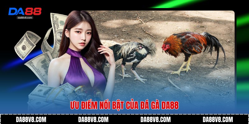 Ưu điểm nổi bật của đá gà Da88